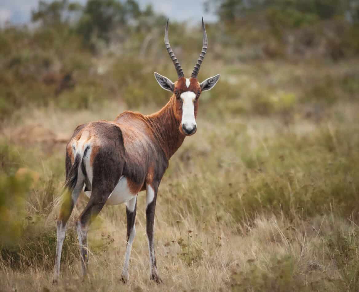 blesbok at big water aero